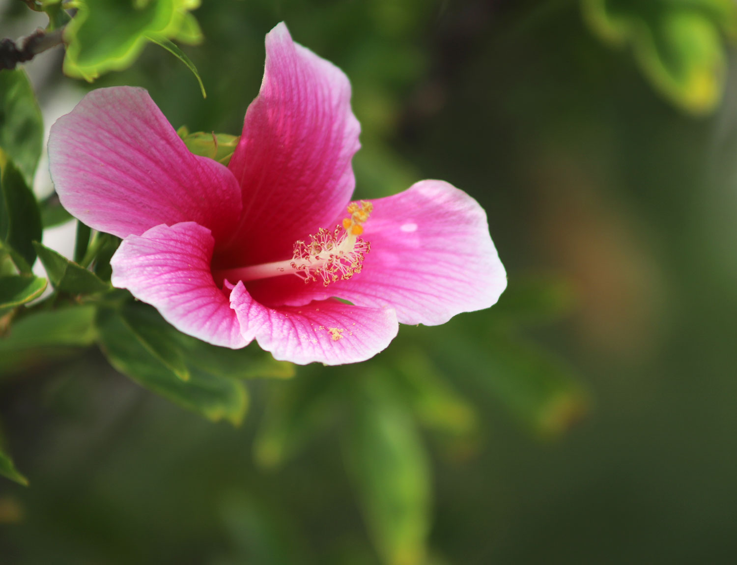 Hibiscus グラスアート藍