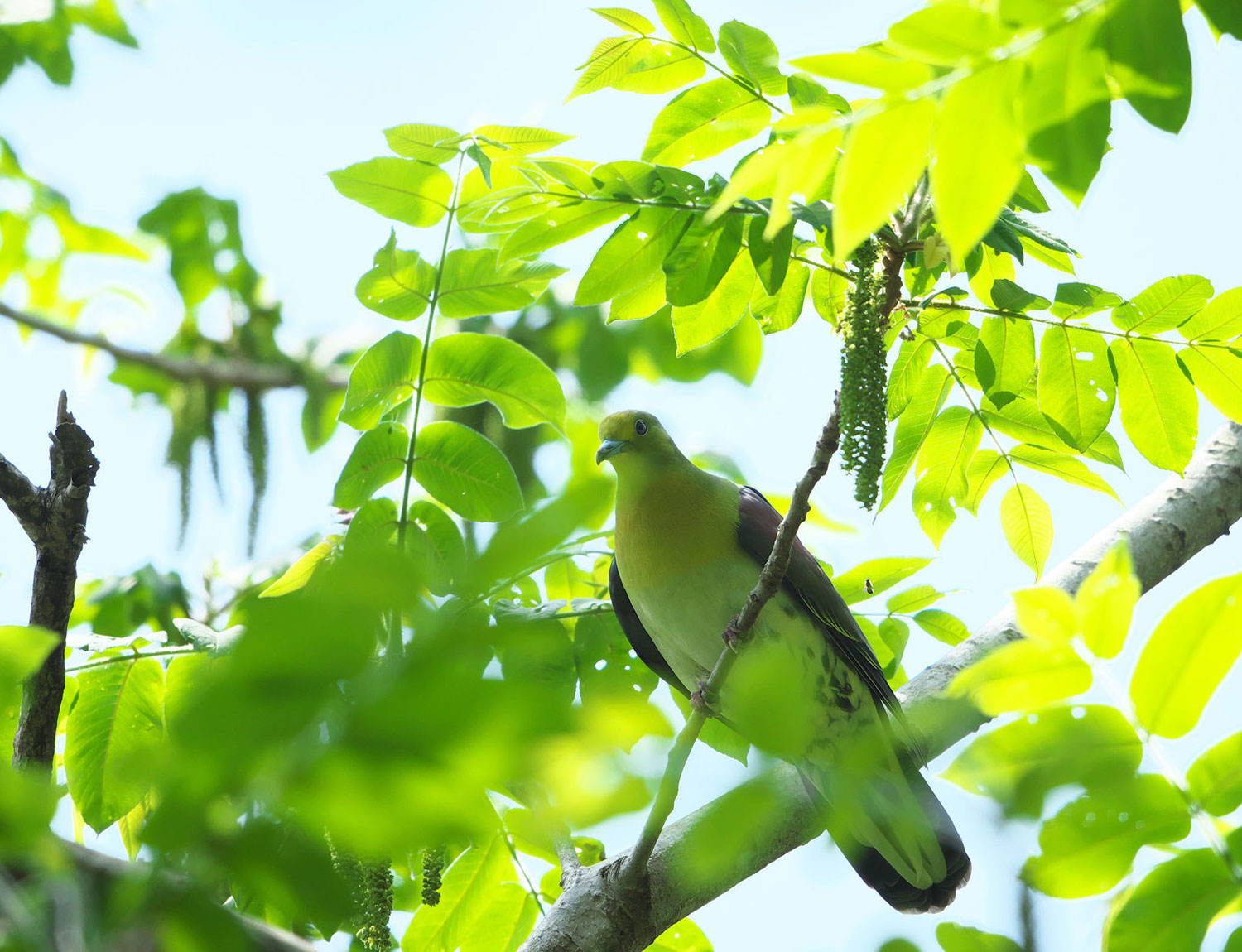 RYUKYU PIGEON | グラスアート藍